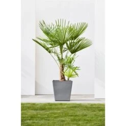 Ecopots Pflanztopf Rotterdam Rollen Grau 49,7 Cm X 50 Cm 2 Ecopots Pflanztopf Rotterdam Rollen Grau 49,7 Cm X 50 Cm -Gartengerätegeschäft 0 RotterdamWheels50Grey 90