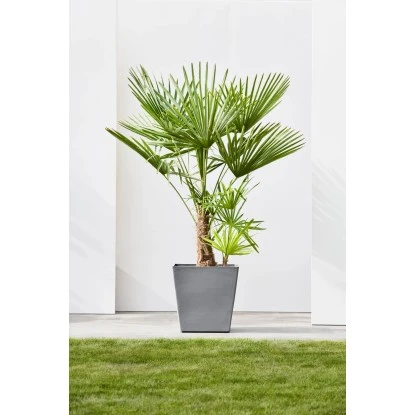 Ecopots Pflanztopf Rotterdam Rollen Grau 49,7 cm x 50 cm Ecopots Pflanztopf Rotterdam Rollen Grau 49,7 Cm X 50 Cm -Gartengerätegeschäft 0 RotterdamWheels50Grey 90