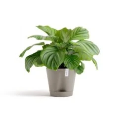 Ecopots Pflanztopf Venice 2 Braungrau 30 Cm X 26,3 Cm 2 Ecopots Pflanztopf Venice 2 Braungrau 30 Cm X 26,3 Cm -Gartengerätegeschäft 11012100 Venice230Taupe 01