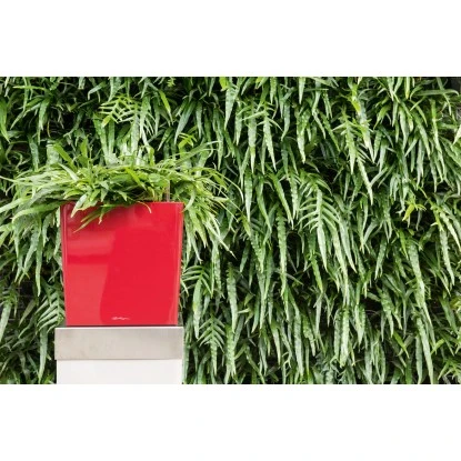 Lechuza Pflanzgefäß Cube Premium 30 cm x 30 cm Scarlet Rot hochglanz Lechuza Pflanzgefäß Cube Premium 30 Cm X 30 Cm Scarlet Rot Hochglanz -Gartengerätegeschäft 261570 4186 3