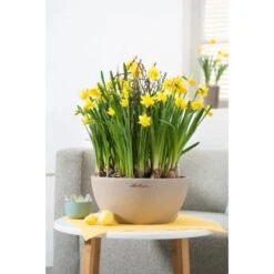 Lechuza Pflanzgefäß Cubeto Stone 40 Sandbeige Ø 40 Cm -Gartengerätegeschäft 262682 4186 4