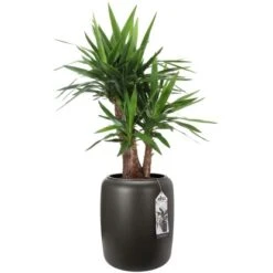 Elho Übertopf Pure Beads Medium Ø 39,2 Cm Walnussbraun -Gartengerätegeschäft 8711904350208 4667 06