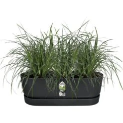Elho Übertopf Greenville Easy Balcony 19,4 Cm X 52 Cm Living Schwarz -Gartengerätegeschäft 8711904496395 4667 06