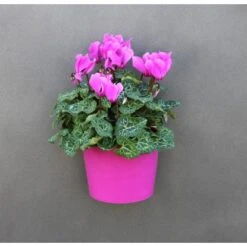 KalaMitica Kunststoffgefäß Mit Magnet Kasten 14 Cm X 7 Cm Glyzine -Gartengerätegeschäft itica anwendungsbeispiel 4 2